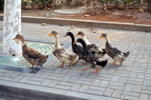 Grupo de patos